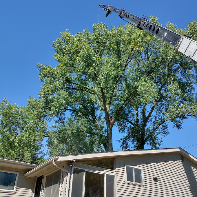 Black Squirrel Urban Forestry Tree Expert