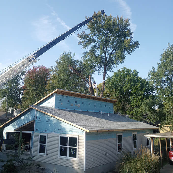 Black Squirrel Urban Forestry Tree Expert
