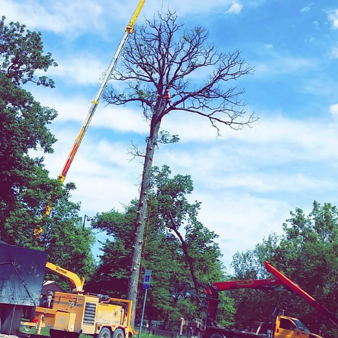 Black Squirrel Urban Forestry Tree Expert